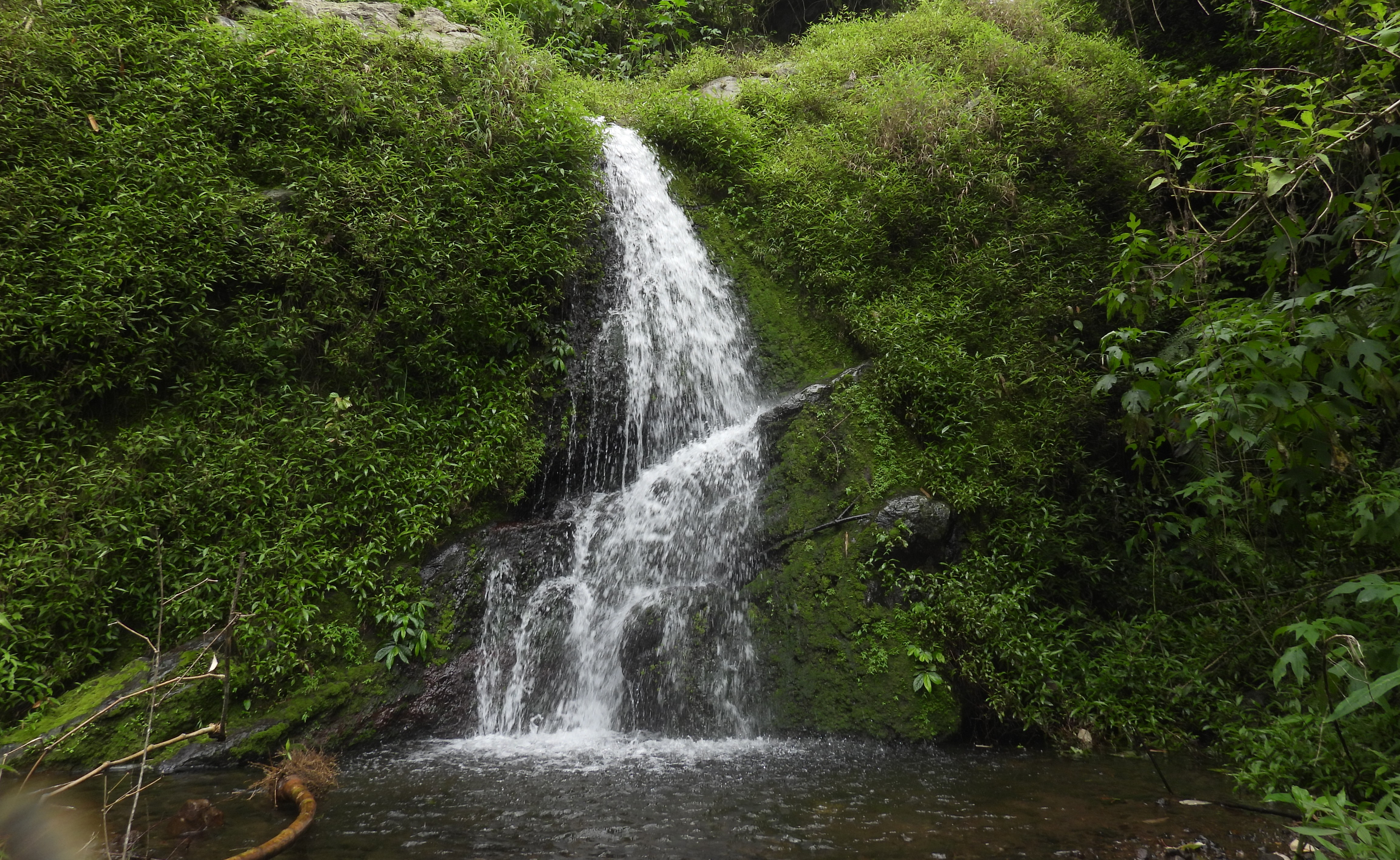 Hutan Prigen, “Tandon Air” Jawa Timur Penjaga  DAS Kedunglarangan