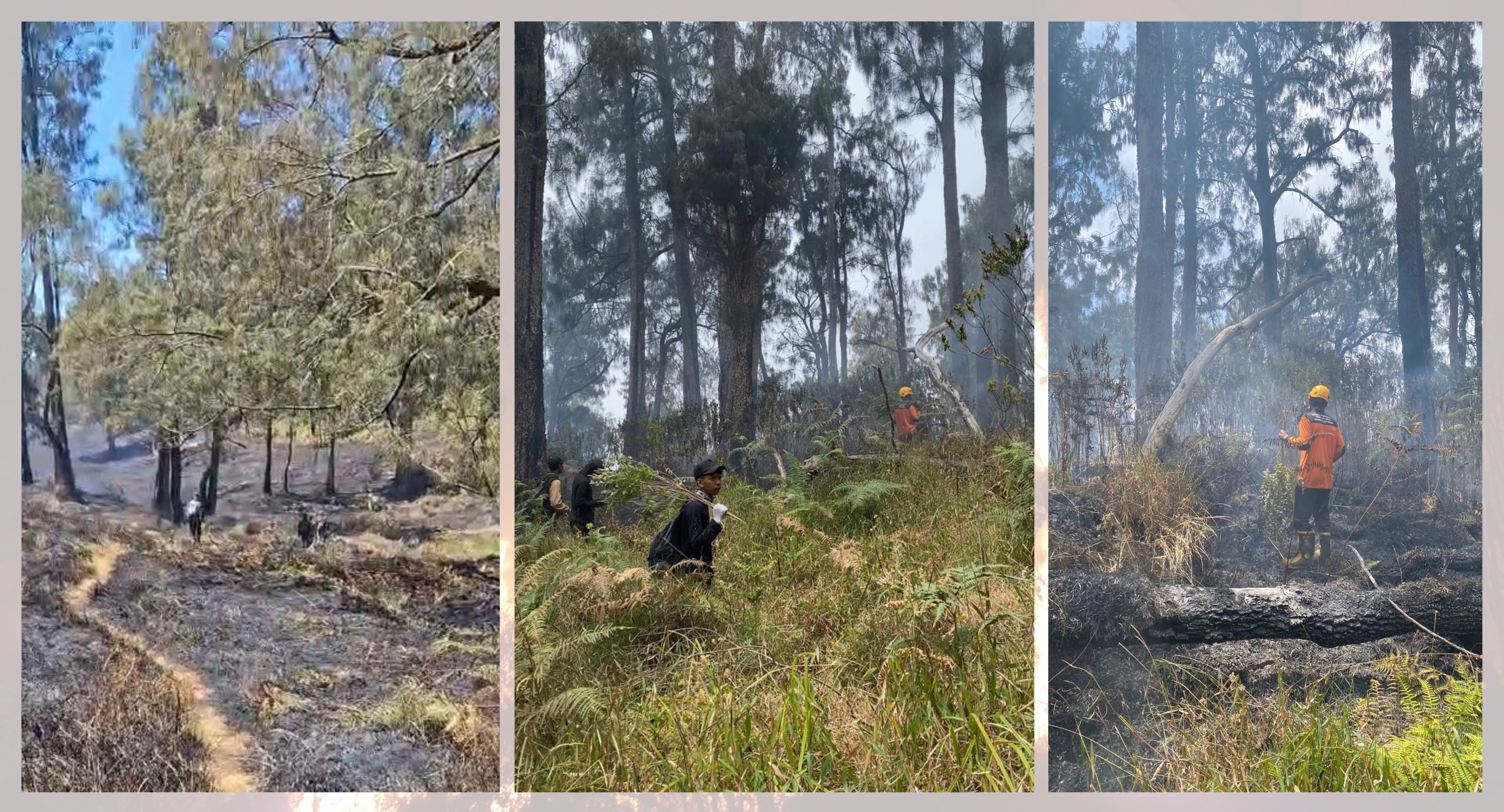 Membaca Urgensi Satgas Karhutla Berbasis Desa